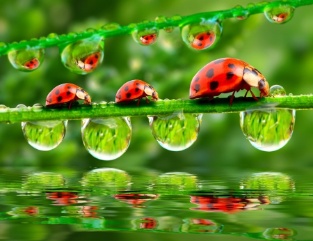 * Ladybugs and drops * - drops, ladybugs, nature, bugs