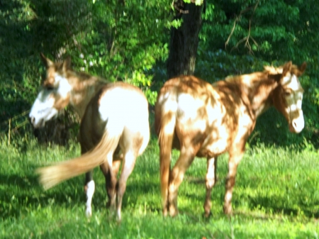 In The sun - bright, horses, brown, trees, sun, grass