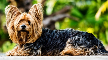 yorkshire terrier - yorkshire terrier, dog, wp, animals