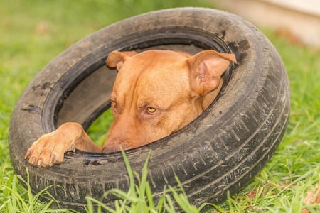 Dog - pretty, puppys, beautiful, dog, lovely, sweet, animal, dogs, cute, puppy, animals