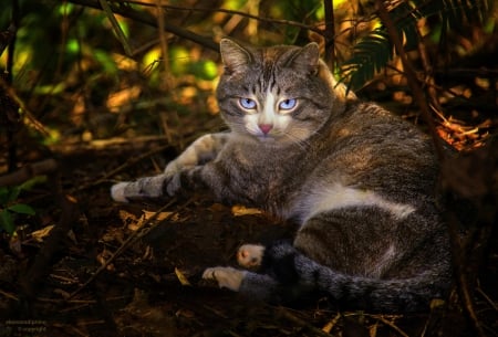 Cat - paws, face, pretty, cute, animals, beautiful, cat, sleeping, kitty, cats, kitten, hat, lovely, cat face