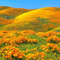 Wild flowers on Mountains