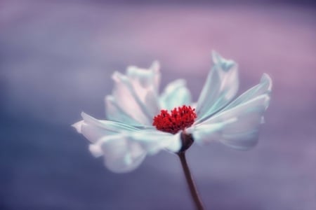 Dream - dream, flower, beautiful, in nature