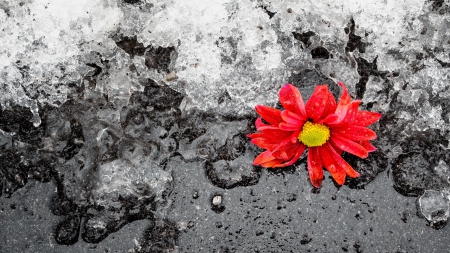 Flower - ice, two colors, flower, red and black