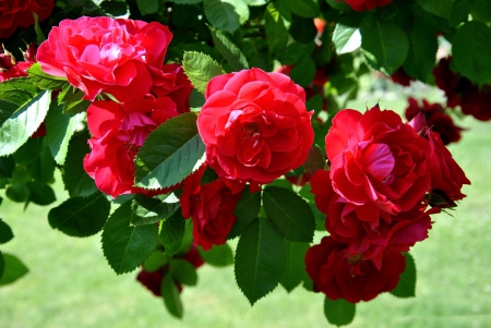 * Red roses * - nature, roses, red, flowers, flower