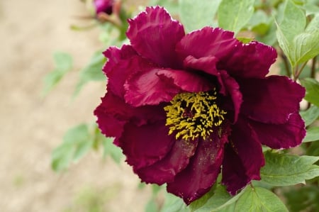 * Peony * - nature, peony, flowers, flower