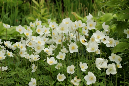 * Anemones * - flowers, white, flower, nature