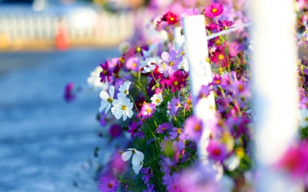 Lovely Flowers â™¥ - fence, photography, colorful, daisy, lovely, beautiful, flowers, color, daisies, cosmos