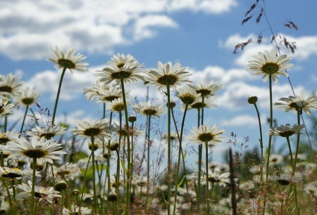 *Daisies * - flowers, field, flower, nature