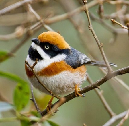 Little Birdie - bird, branch, brown, small, little