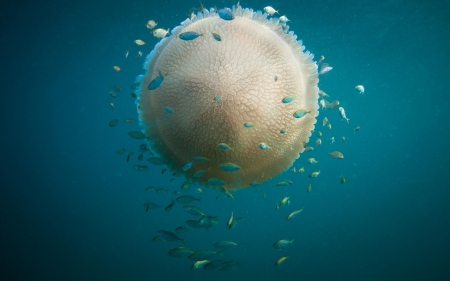 ♥ - jellyfish, animal, blue, underwater, sea, ocean, fish