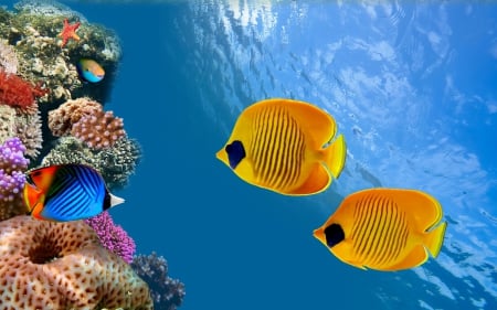 * - coral, ocean, nature, fish