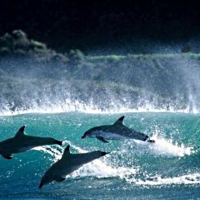 Dolphins