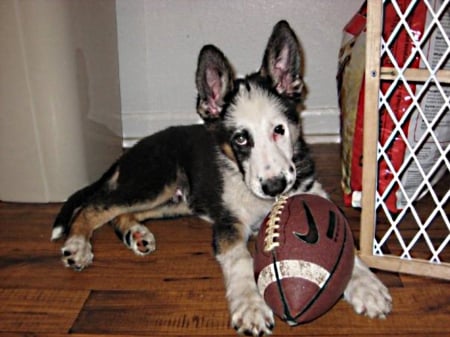 Pup with a ball - panda, american, football, shepherd