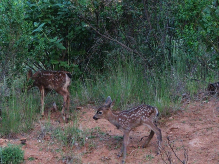 Deer calfs - walking, white, spots, woods