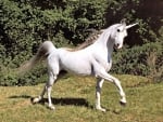 Unicorn,walking