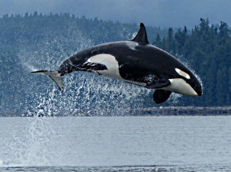 Above surface - orca, jumps, high, drops