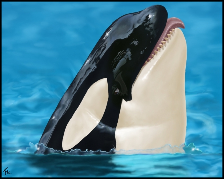 orca - up, head, close, face