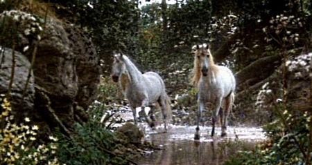 two unicorns - water, through, In, moving