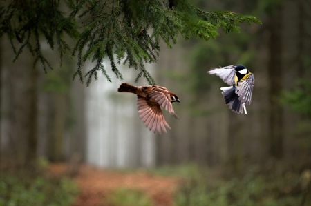 Birds - birds, trees, amazing, two