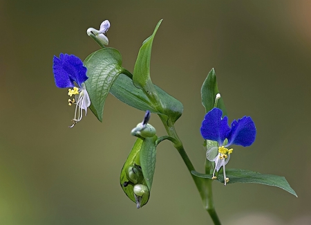 Amazing Flowers