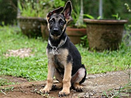 sitting German shepherd pup - in, out, the, garden