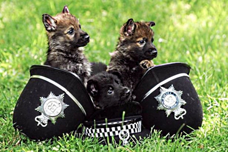 puppies - hats, police, in, officers