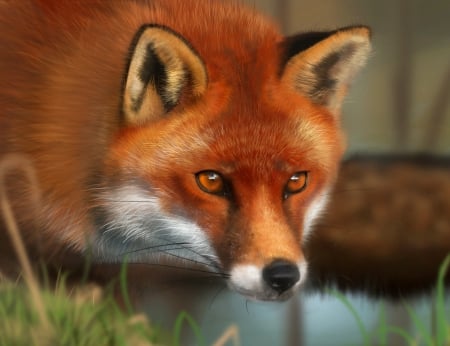 Fox - glowing, red, looks, eyes, far