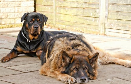 Rottweiler and shepherd - together, resting, lie, two