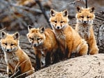 fox cubs