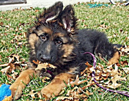 Lara - leaves, autum, time, eating