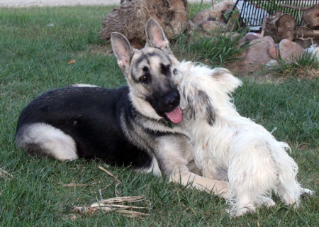 Just playing - dogs, green, field, shepherd