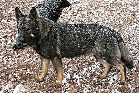 snow storm - stand, dogs, time, cold, outside