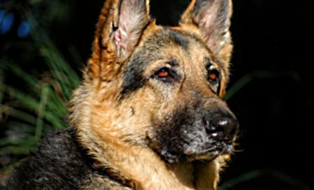 Shepherd portrait - distance, stares, in, dog