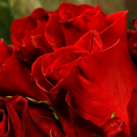 Bouquet of Red Roses