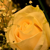 Wonderful White Rose