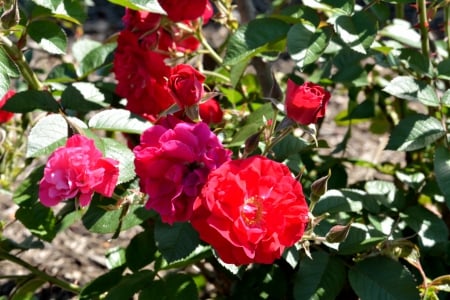 Sunny Flower - sunny flower, roses, red flowers, red, sunny flowers, red flower