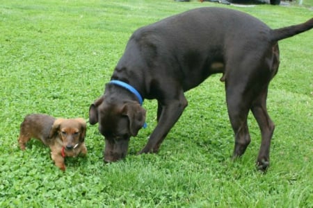 Zoey with her big boyfriend Chip - dogs, zoey, chip, cute