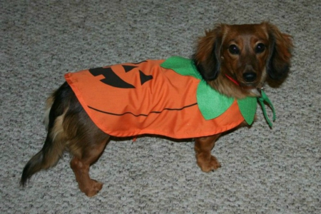 Zoey cute as a little pumpkin - dogs, zoey, halloween, cute