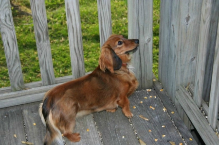 Zoey looking serious - dogs, cute, puppies, Zoey, puppy