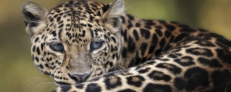 Leopard - felines, hd, nature, leopard, cat, animals, big