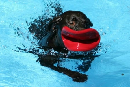 Chip and his frisbee lips - cute, chip, dogs, funny