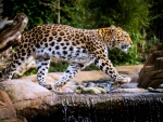 Amur Leopard crossing a Waterfall