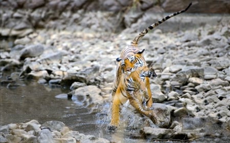 Mom Tiger carrying her Cub - stream, cub, animals, tiger