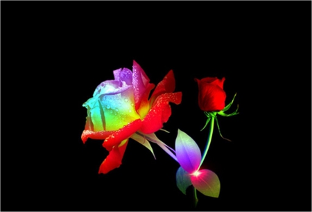 Pretty roses - flower, rainbow, rose, black, petal