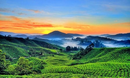 Foggy Dawn - trees, roads, mountains, yellow, tea fields, blue, beautiful, orange, malaysia, green, fog, cameron highlands, sunrise