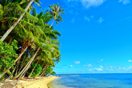 Beautiful Polynesian Beach - France, Tahiti, beach, island, Ocean Pacific, sand, palm coconut trees