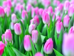 Pink Tulips