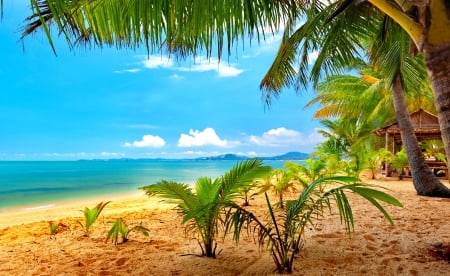 Tropical beach - hut, beach, sky, paradise, vacation, relax, sands, ocean, palms, tropical, summer, shore, exotic, beautiful, island, rest, horizons, sea