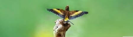 Goldfinch Birds - hd, goldfinch, abstract, photography, birds